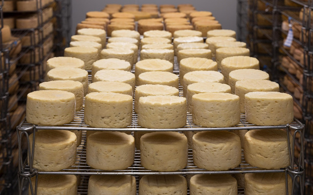 degustazione-pecorino-pienza